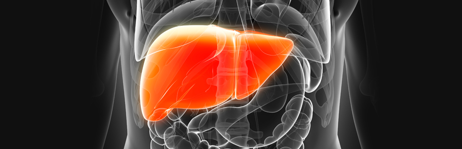 Liver Transplant in Turkey - Costs, Best Clinics & Surgeons related image